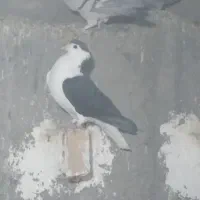 کفترماده چپ