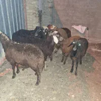 ۸ راس بره افشاری ۴تا نر ۴تا ماده