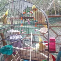 عروس هلندی|پرنده|رشت, باهنر|دیوار