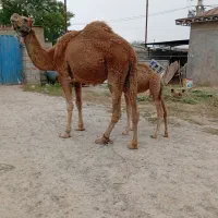 شتر جوان شیری ارام