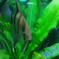 انجل جفت با تعداد تخم خیلی بالا|ماهی|تهران, مسعودیه|دیوار