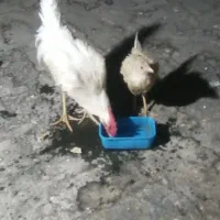خروس ماشینی ویک جوجه