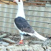 ماده پشدار کویتی(پلاکی)