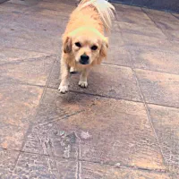 پامر روباهی|سگ|اقلید, |دیوار