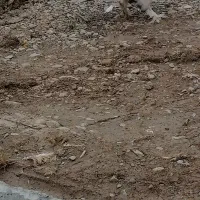 کبوتر سسلی گولی|پرنده|ارومیه, |دیوار