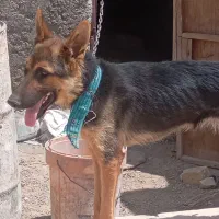 سگ ژرمن ماده