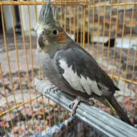 عروس ماده|پرنده|قم, باغ کرباسی|دیوار