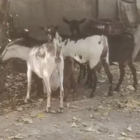 فروش بز صلاله بزغاله دار و ابستن|حیوانات مزرعه|آذرشهر, |دیوار