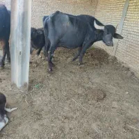 با سلام سه گامیش درجه یک و سالم فروش می‌رسد