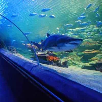 کیش وقشم جزیره رویاها