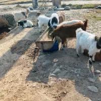 بزغاله چاق سالم