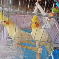 عروس هلندی بازیگوش|پرنده|خرمدره, |دیوار
