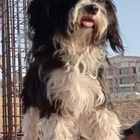 واگذاری رایگان سگ پاکوتاه شیتزو حرف گوش کن