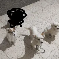 واگذاری سگ|سگ|محمدیه-قزوین, |دیوار