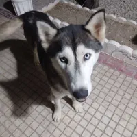 سگ هاسکی،خانگی