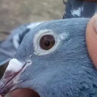 کفتر جان اردن مسافتی پلاکی المانی چاپی