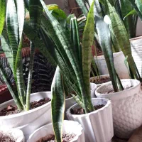 گل های زیبای سانسوریا