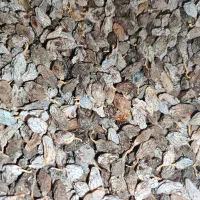 مویز|خوردنی و آشامیدنی|شیراز, دشت چنار|دیوار