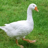 فروش غاز تخم گذار