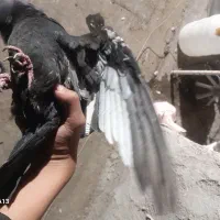 کبوتر پرنده|پرنده|شیروان (خراسان), |دیوار