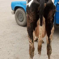 گاوشیری|لوازم جانبی حیوانات|مینودشت, |دیوار