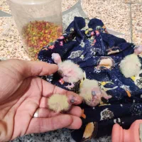 جوجه عروس هلندی از یک روزه تا 50روزه