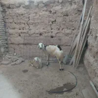 میش وبره پلنگی