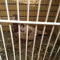 نر کاکلی سرو کله دار|پرنده|شاهرود, |دیوار