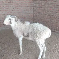 بره قوچ|حیوانات مزرعه|زرند, |دیوار