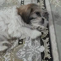 سگ شیتزو فلت