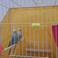 یک جفت مرغ عشق مولد دارن آغل گرم میکنن|پرنده|مشهد, شاهد (شهرک غرب)|دیوار