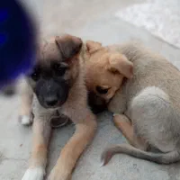 حیوان نمایشی....|سگ|اسفراین, |دیوار