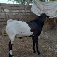 بزنرصومال خوشکل