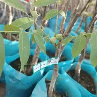 نهال گردو دیرگل تضمین مقاومت به سرما و باردهی بالا|خدمات باغبانی و درختکاری|میاندوآب, |دیوار
