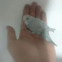 مرغ عشق پرنده دستی سخنگو|پرنده|رشت, شهرک شهید مفتح|دیوار