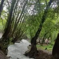 تور مشهدگردی ویژه