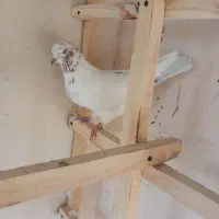 کبوتر گرفتنی