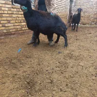 فروش 3عدد میش یا گوسفند|حیوانات مزرعه|حلب, |دیوار