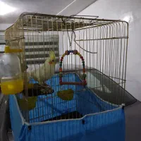 عروس هلندی لوتینو