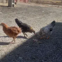 فروش مرغ|حیوانات مزرعه|دهگلان, |دیوار