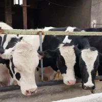 گوساله نر نیم گوشت