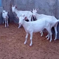 چهارتا بزماده سانن ویه نر فرسفج