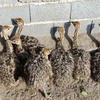 جوجه شترمرغ|حیوانات مزرعه|لاهیجان, طالقانی|دیوار