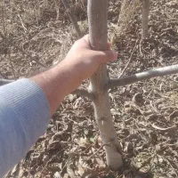 نهال گردو ژنو نهالستان آغاج|گل و گیاه طبیعی|میاندوآب, |دیوار