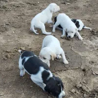 توله انگلیس