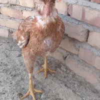 ماکیان سندی اصل