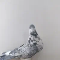 تعدادی کبوتر سالم|پرنده|شازند, |دیوار