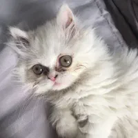 پرشین ماده معاوضه