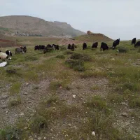 فروش بزغاله داشتی