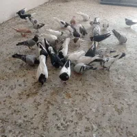 کبوتر|پرنده|قزوین, |دیوار